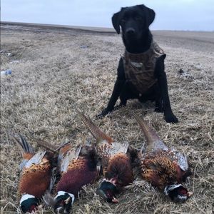 Meet your Posher, Braeden